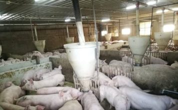 生猪农场价格今起下调 零售业者受促同步降价