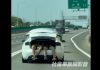 后车箱竟露出4条大腿 行驶中Tesla惊见人体行李