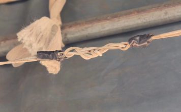 神庙活动帐篷支柱疑漏电 女子当场触电身亡