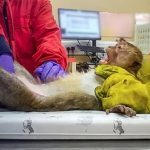 残酷动物实验画面曝光 “合法实验” 遭质疑