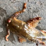 鱼身布满诡异透明肿块 渔民不敢卖也不敢吃