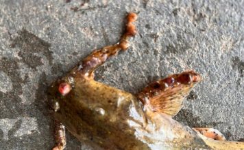 鱼身布满诡异透明肿块 渔民不敢卖也不敢吃