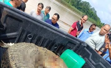 华裔男遭鳄鱼吞食 捕鳄队全面追杀“吃人鳄”