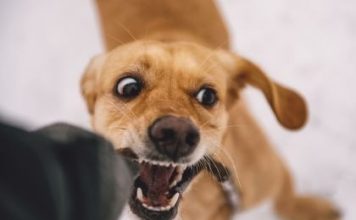 被幼犬咬后没就医 男子染狂犬病身亡