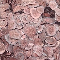 250px-Blood-antler_slices_1