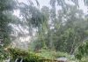 狂风暴雨袭雪隆 2区大树连倒砸毁3车
