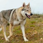 捷克狼犬失控酿悲剧 2岁女童命丧犬口