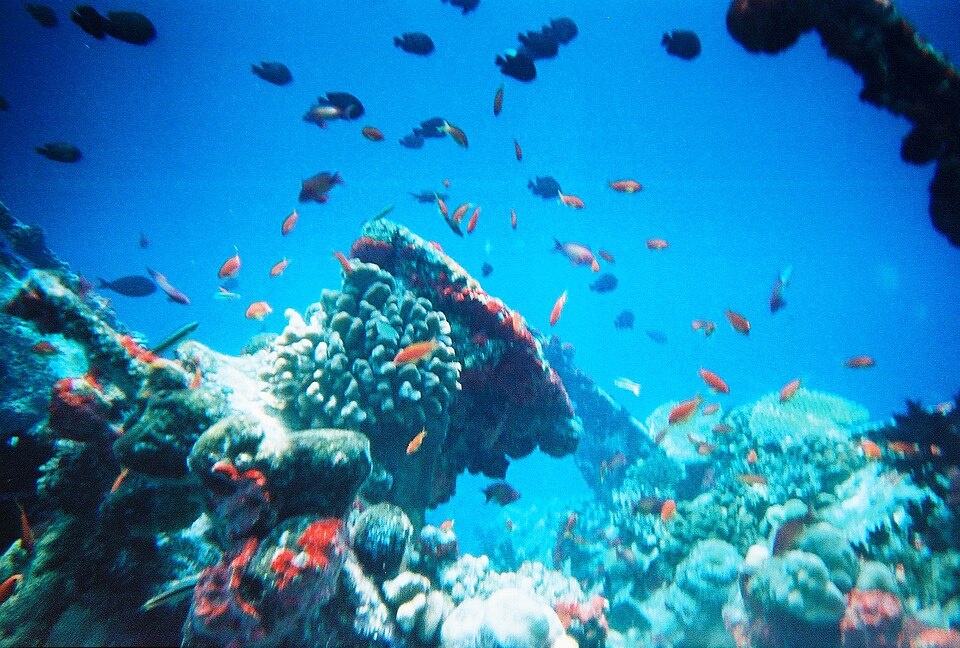960px-Maldivesfish2