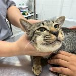 猫咪精神差被喂Panadol 数小时后脸肿到认不出