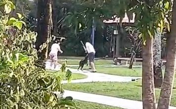 疑患狂犬病野狗发狂 女子带孩子跑步惨遭袭击