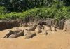 11矮象滑入废弃湖泊 野生物局开通道救援