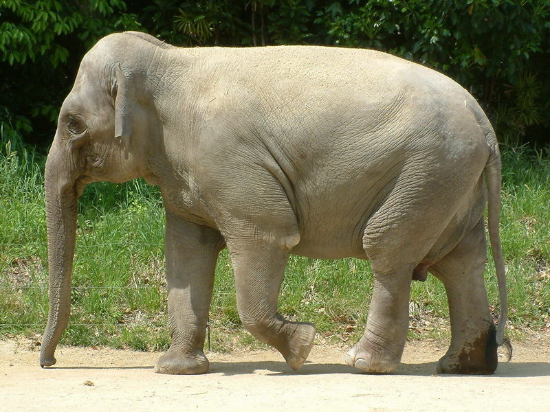 Zoorashia_elephant