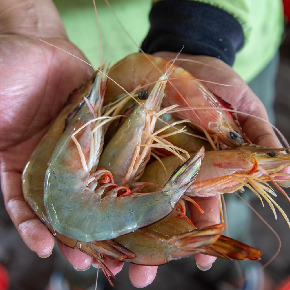 aa-15-20-kg-big-shrimp-grade-aa