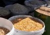 沙巴推谷物玉米商业化种植 冀减少8亿进口饲料依赖