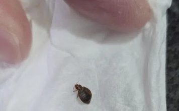 入住知名主题乐园酒店 华裔一家四口遇臭虫变噩梦