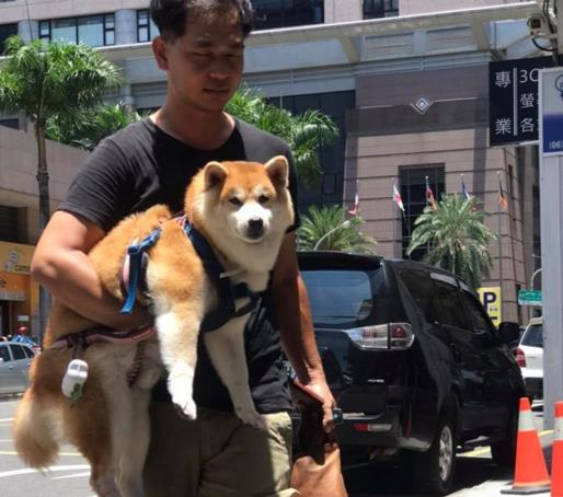 dog 2.jpg