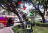 男子酒后爬树纳凉 清醒后却不敢下来尴尬求救