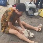 司机把猫咪放进备箱闷死 主人崩溃报警追责
