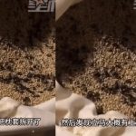 睡到一半听到“沙沙声” 枕头里全是虫