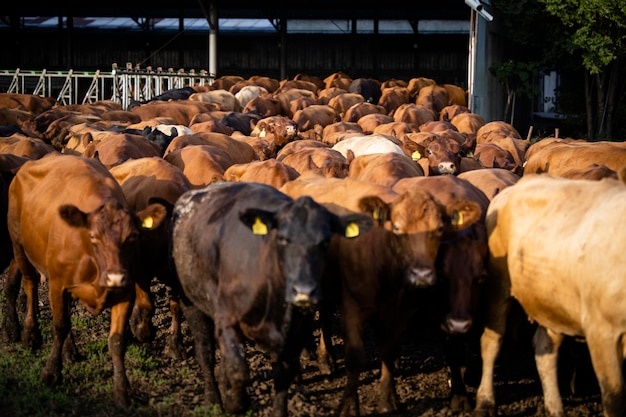 herd-cows-walking-out-cowshed-go