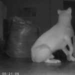柳州5.2级地震袭击 靠“柴犬狂吠”提前逃生