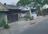 抓狗队屡抓不果 竟加速碾撞流浪狗