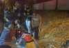 摩托猛撞横越马路狗狗 当场失控坠沟渠身亡