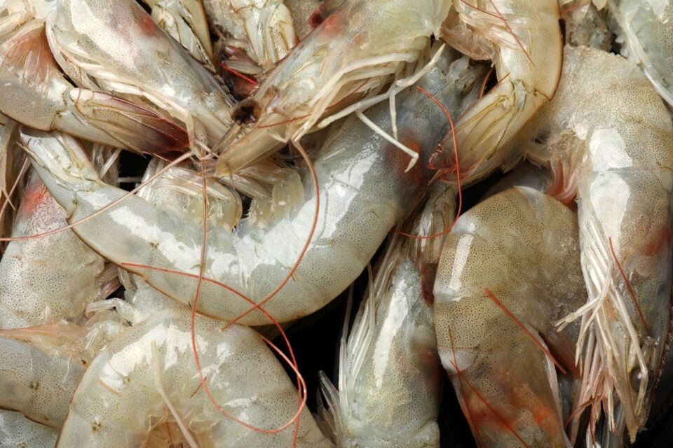 raw-shrimp-960x640