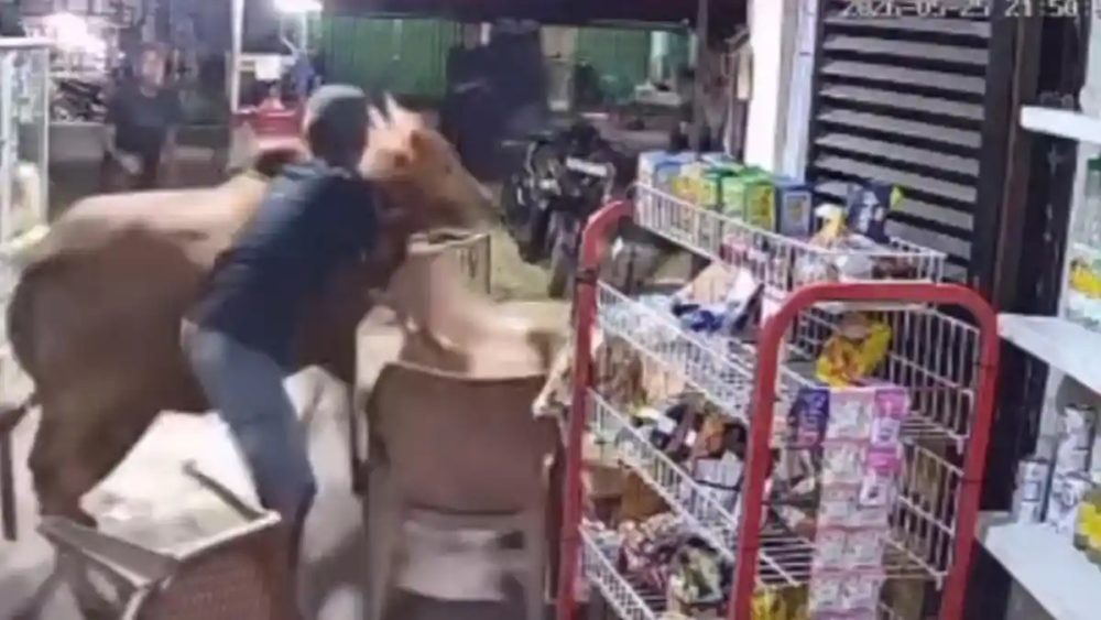 seekor-sapi-kurban-lepas-dan-men