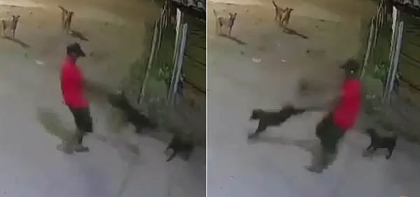 stray-dogs-attack-man-260529-a1