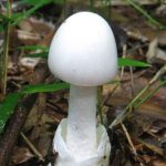 白色野菇藏剧毒 2男吃下肚狂吐身亡