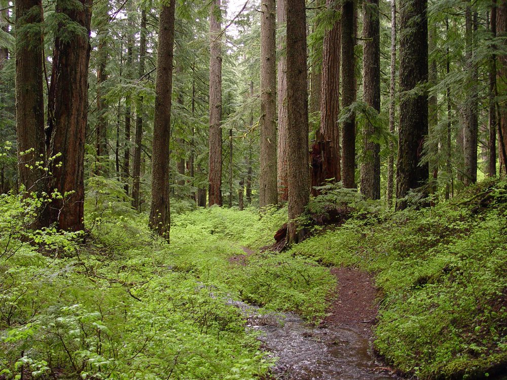 Creek_and_old-growth_forest-Larc