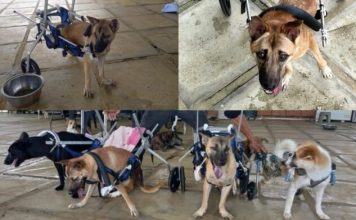 从被抛弃到被疼爱 “婆罗洲特别犬”等待奇迹出现