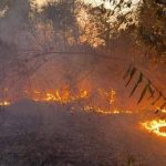 9岁女童捡打火机点草 爸爸灭火后不治身亡
