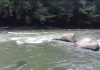 被急流冲走后失踪 男子遗体浮现河面