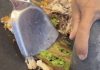 把甜点和炸鸡硬凑一盘 炸鸡店遭网民骂翻