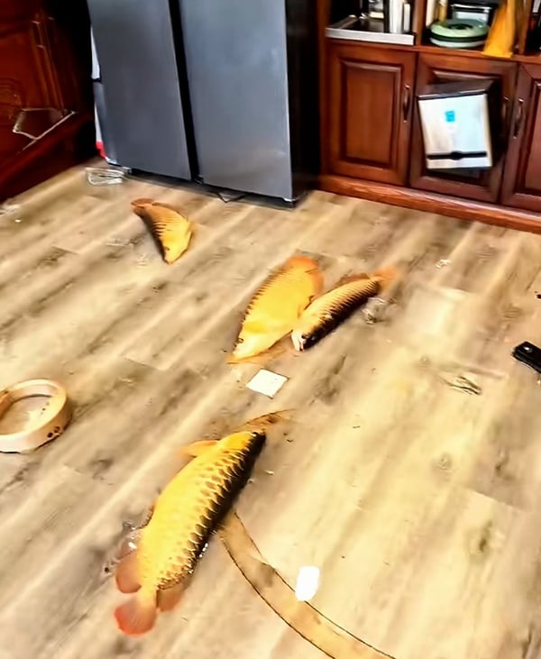 cook-Ornamental-fish-260616-a2-n