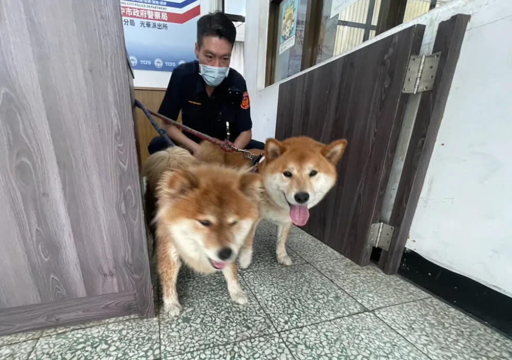 dog