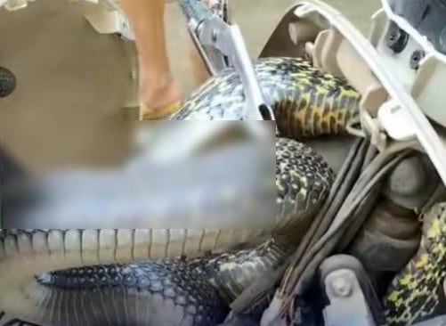 fn260619snake