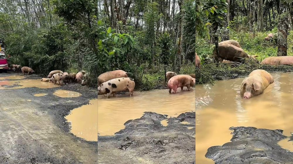 geli-babi