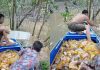 河面离奇漂满包装食油 父子划船狂捡装满一整船