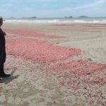 海滩惊现“粉红海洋” 数百万海参被巨浪冲上岸