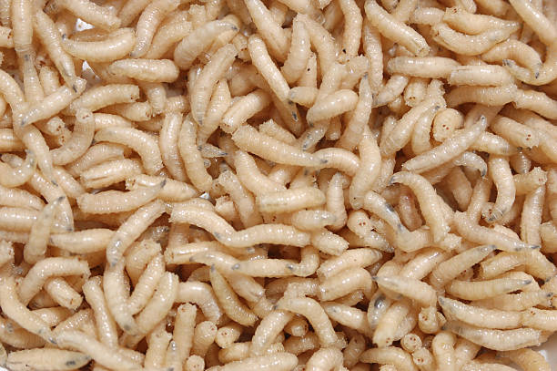 Maggots for sport fisherman.