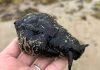 海滩惊现黑色黏滑怪物 外形诡异吓坏游客