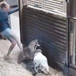 眼见爱羊遭攻击 女子一脚踢退狮子