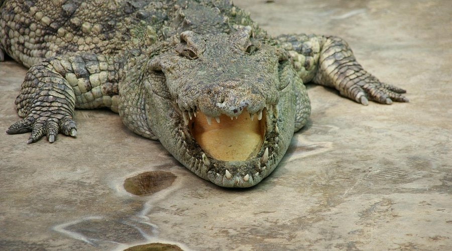 samui-crocodile-farm