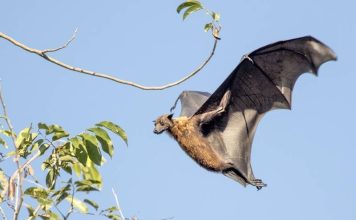 遭蝙蝠停在脸上 男童19天后狂犬病发身亡