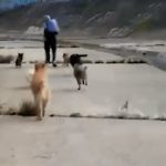色魔树丛突袭两女 6狗齐冲救主逼退恶徒