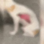 “皮肤大面积缺损感染死亡” 两狗接连遭剥皮虐杀