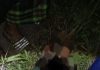 男子猝死稻田中 警方:死因为CAD